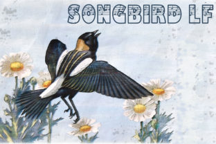 Songbird LF: A Designer's Take on Decorative Typography